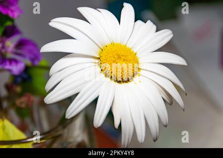 Vista ravvicinata di una margherita, Leucanthemum vulgare Foto Stock