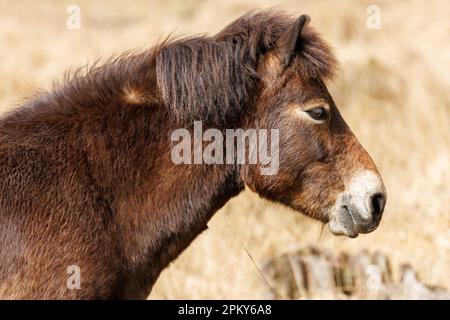 Pony di Exmoor, Sussex, Regno Unito Foto Stock