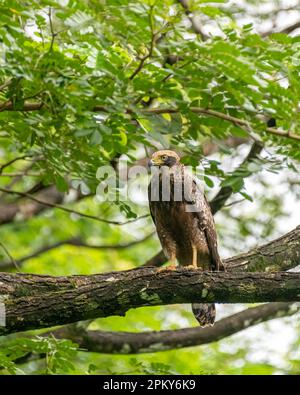 Una bella giovane aquila serpente (Spilornis cheela) giovane, arroccato su un ramo di albero nelle foreste selvatiche di Goa, India. Foto Stock