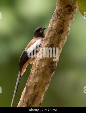 Una bella giovane rufosa treepie (Dendrocitta vagunda), arroccata aggrappata al lato di un albero di papaia. Foto Stock