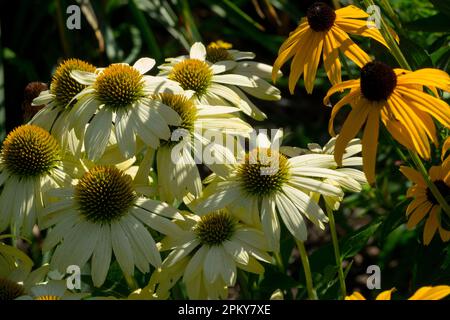 Fiori di crema gialla bianca Echinacea « Mellow Yellows », Rudbeckia, Echinacea purpurea, Coneflower, Echinacea, Fiori, Echinacee, Rudbeckias Foto Stock