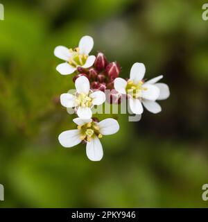 Primo piano dei piccoli fiori bianchi dell'annuale UK wildflower e erbacce da giardino, Cardamine hirsuta, ariosa stress amara Foto Stock