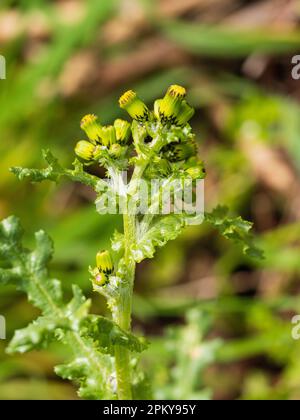 Fiori gialli nelle teste ramificate dell'erbaccia britannica annuale di terra di spreco e giardini, Senecio vulgaris, grovaccia Foto Stock