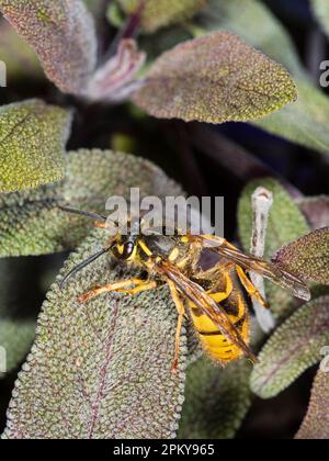 Regina vespa comune, Vespula vulgaris, sul fogliame primaverile della salvia porpora, Salvia officinalis 'Purpurescens' Foto Stock