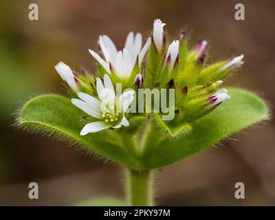 Teste di fiori e fiori bianchi della dura annuale UK wildflower e erbacce da giardino, Cerastium glomeratum, appiccicoso topo-orecchio Foto Stock