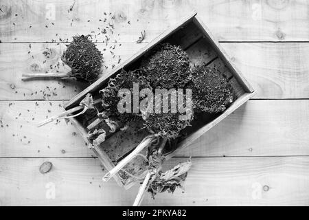 Helianthus annuus. Teste di semi di girasole essiccate in una scatola di legno, bianco e nero. Foto Stock