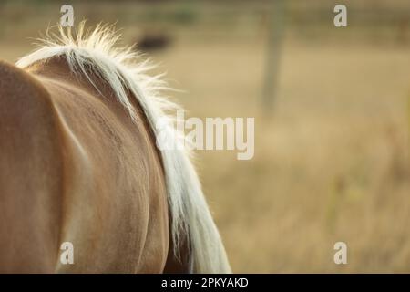 Primo piano di una criniera di cavalli Haflinger che pascola in estate Foto Stock