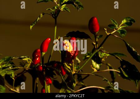 Primo piano di peperoncini rossi piccanti (Capsicum frutescens) Foto Stock
