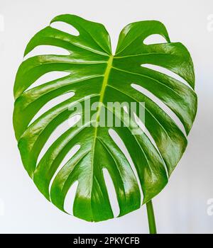 grande foglia di mostera, tropicale, natura botanica con uno sfondo bianco luminoso Foto Stock