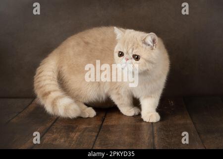 Bello esotico Shorthair gatto si trova sullo sfondo marrone dello Studio. Color crema Foto Stock