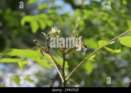 Un fiorente auto impollinare piccolo fiore di un curry albero (Murraya Koenigii) con l'insetto danneggiato gemme di fiori e un piccolo frutto Foto Stock