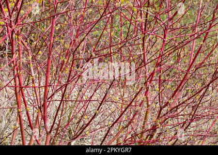 Dogwood, Cornus stolonifera 'hedgerows Gold', Cornus alba, Cornus sericea, Red Twig Dogwood, rami Inverno Foto Stock