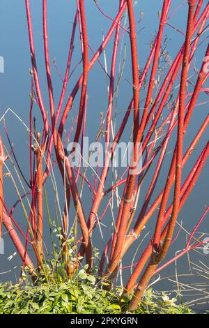 Dogwood di parrucca rossa, dogwood di Osier rosso, rami, Cornus alba 'hedgerows Gold' senza foglie, arbusto, inverno Foto Stock