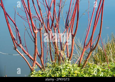 Cornus 'Hedgerows Gold', Cornus alba, arbusti, senza foglie, Dogwood Red Osier Dogwood, Red Twig Dogwood, Redosier Dogwood, acqua di riva Foto Stock