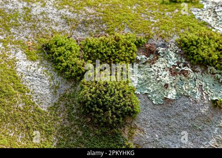 Vista da vicino di diverse specie di muschi e licheni che crescono sulla superficie di un masso in una giornata di sole in primavera Foto Stock