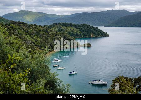 Governors Bay, vicino a Ngakuta Bay, Marlborough Sounds, South Island, Nuova Zelanda Foto Stock