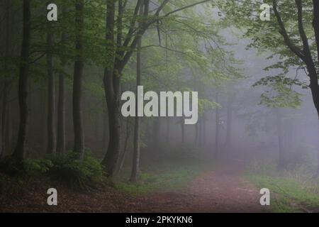 Nebbia mistica all'inizio del percorso sul Corno alle Scale negli Appennini bolognesi a metà maggio Foto Stock