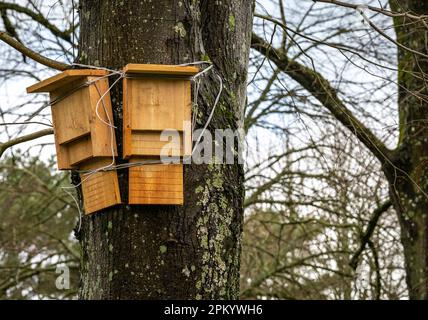 Scatole di pipistrelli nell'albero, protezione della fauna selvatica e conservazione Foto Stock