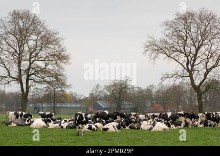 Grande mandria di bovini da latte bianchi e neri in un prato Foto Stock