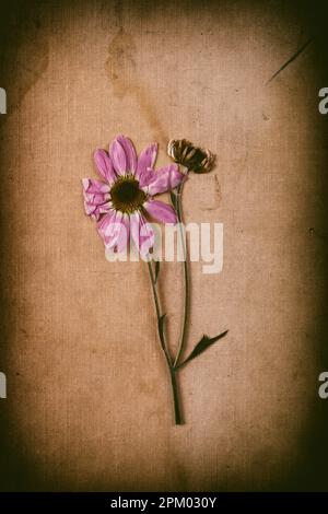 Un rametto di un fiore essiccato di un erbario Foto Stock