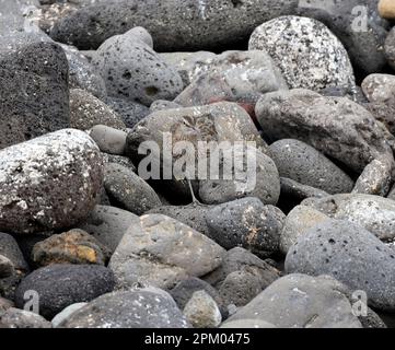 Arricciamento comune tra le rocce. Curlew eurasiatico, Numenius arquata Foto Stock