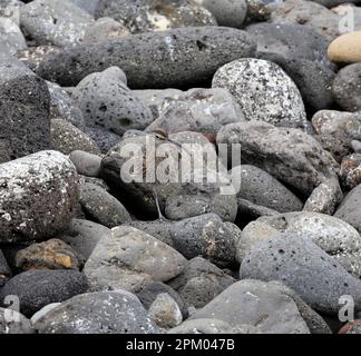 Arricciamento comune tra le rocce. Curlew eurasiatico, Numenius arquata Foto Stock