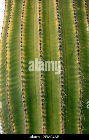 Dettaglio Cactus. Piante. Lanzarote. Data febbraio / marzo 2023 Foto Stock