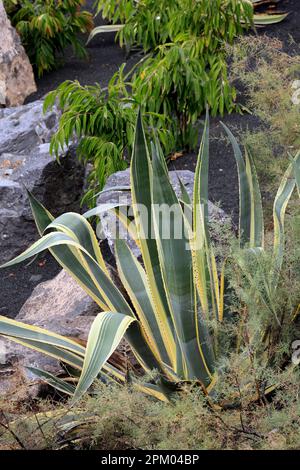 Pianta variegata del secolo -- Agave americana. Lanzarote. Data febbraio / marzo 2023 Foto Stock