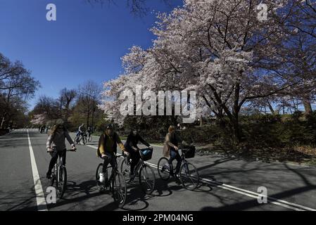 New York, Stati Uniti. 10th Apr, 2023. La gente cavalca le biciclette sotto i fiori di ciliegio in Central Park lunedì 10 aprile 2023 a New York City. Foto di Peter Foley/UPI Credit: UPI/Alamy Live News Foto Stock