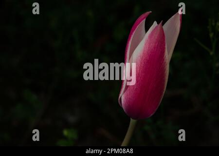 copiare il modello di spazio con un tulipano rosa Foto Stock