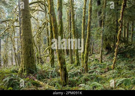 WA23318-00...WASHINGTON - Moss coperto Big Leaf Maple Trees nella Elwha River Valley; Olympic National Park. Foto Stock