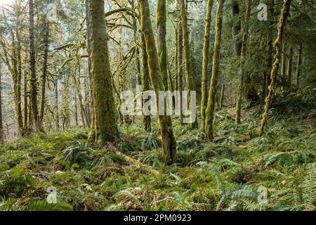 WA23319-00...WASHINGTON - Moss coperto Big Leaf Maple Trees nella Elwha River Valley; Olympic National Park. Foto Stock