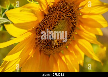 Goias, Goias, Brasile – 06 aprile 2023: Primo piano su un fiore di girasole, con un'ape al centro e un prato verde sfocato sullo sfondo. Foto Stock