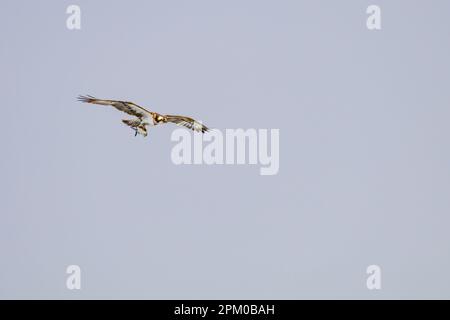 Un falco pescatore con un pesce nelle sue artigli sulla costa di Boa Vista Island, Isole di Capo Verde Foto Stock