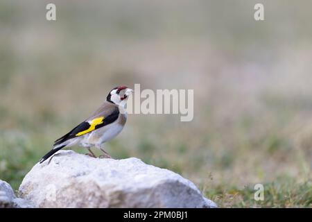 Il goldfinch europeo o il goldfinch (Carduelis carduelis). Foto Stock