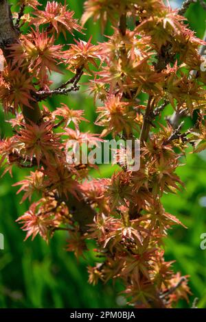 Acero giapponese, Acer palmatum 'Kotohime' Arancio, Foliage, Acero, foglie Foto Stock