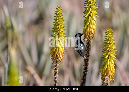 Canary Bird siede su fiori di aloe gialle, piantagione di aloe vera, coltivazione di aloe vera, piante sane usate per la medicina, cosmetici, cura della pelle, decora Foto Stock