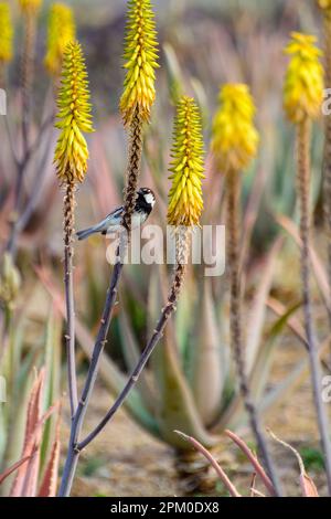 Canary Bird siede su fiori di aloe gialle, piantagione di aloe vera, coltivazione di aloe vera, piante sane usate per la medicina, cosmetici, cura della pelle, decora Foto Stock