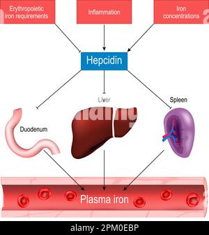 Hepcidina e omeostasi di ferro. funzione dell'epcidina e il suo ruolo nella regolazione dei livelli plasmatici di ferro. Poster vettoriale Illustrazione Vettoriale