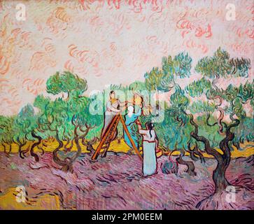 Donne che raccolgono olive, Vincent Van Gogh pittura. Foto Stock