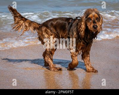 giovane cocker bagnato spaniel sulla spiaggia dopo aver nuotato in mare Foto Stock