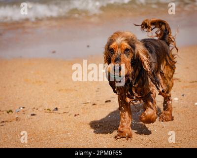 giovane cocker bagnato spaniel sulla spiaggia dopo aver nuotato in mare Foto Stock