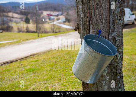 USA VT Vermont North Chittenden Baird Farm acero sciroppi produttori piccola impresa - secchio sap su un albero di acero Foto Stock