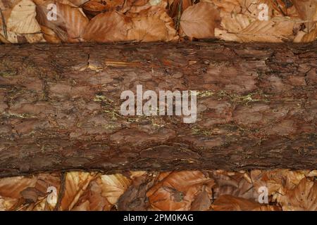 Tronco di pino sdraiato su foglie di faggio marrone nel pavimento della foresta Foto Stock