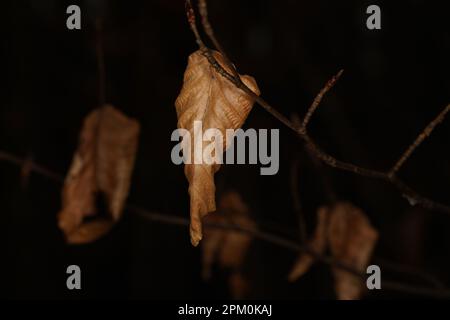 Foglie di faggio rugosa marrone appese al ramo della foresta Foto Stock