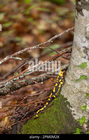 La salamandra del fuoco (Salamandra salamandra gigliolii ). Sottospecie di salamadra che vive lungo l'Appennino italiano. Foto Stock