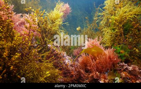 Varie alghe marine sott'acqua nel mare, oceano Atlantico, scena naturale, Spagna, Galizia Foto Stock