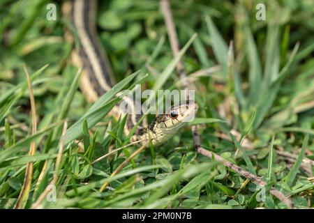 Garter Snake scivola attraverso l'erba in una foto orizzontale con spazio di copia Foto Stock