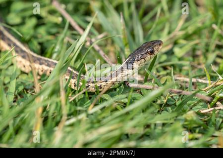Garter Snake scivola attraverso l'erba in una foto orizzontale con spazio di copia Foto Stock