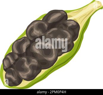 illustrazione del vettore cartoon seme di cardamomo spezia Illustrazione Vettoriale